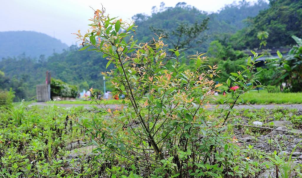 水柳 木花園 Pchome 個人新聞台