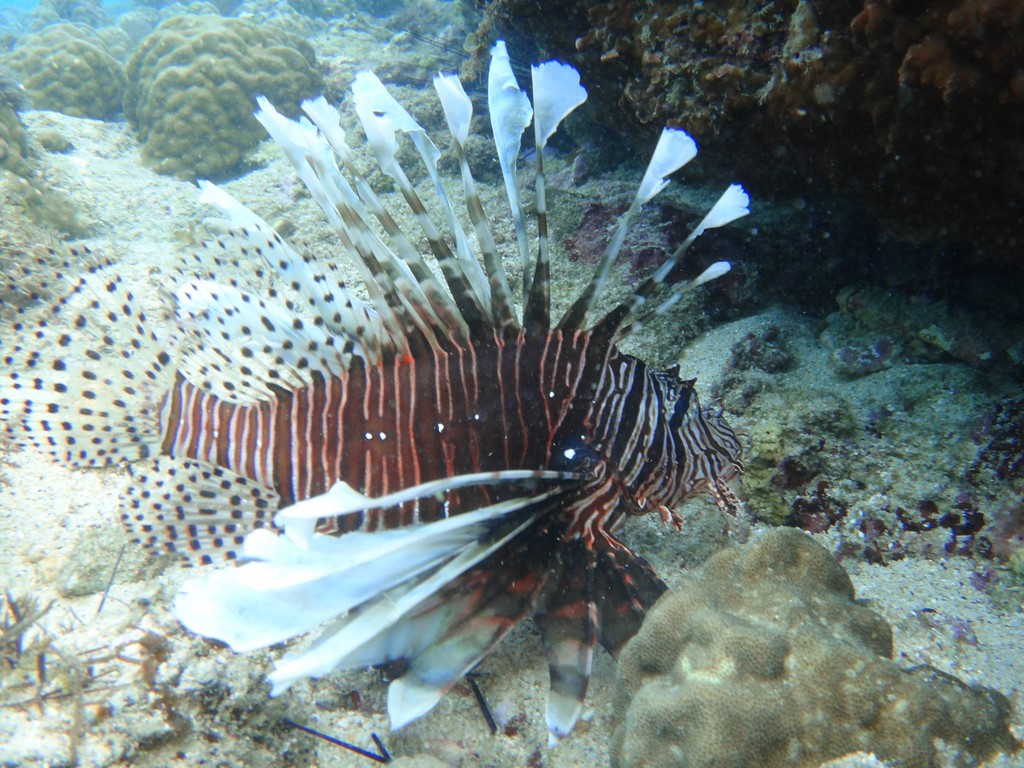 浮潛與潛水客 街頭特偵組 你曾經下海過嗎 小琉球獅子魚 小琉球杉板灣shanban Bay Inn Pchome 個人新聞台