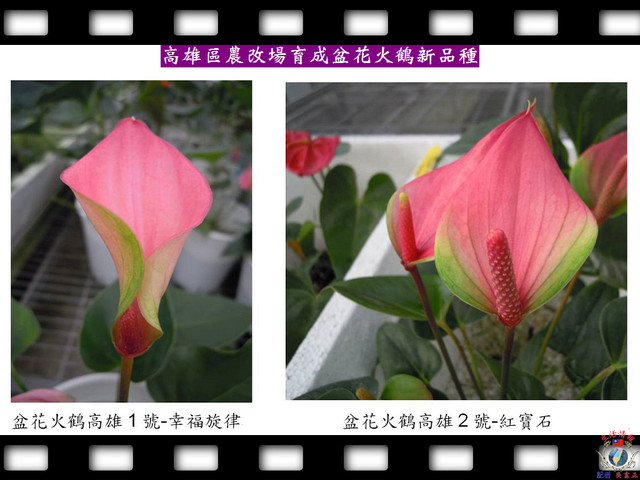 高雄區農改場育成盆花火鶴新品種 生活情報 屏東縣新聞台 Pchome Online 個人新聞台