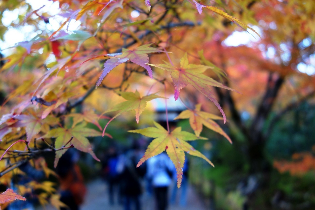 14發現 心 日本 京都 楓 情畫 Day3 常寂光寺 用相片記錄人生 Pchome 個人新聞台