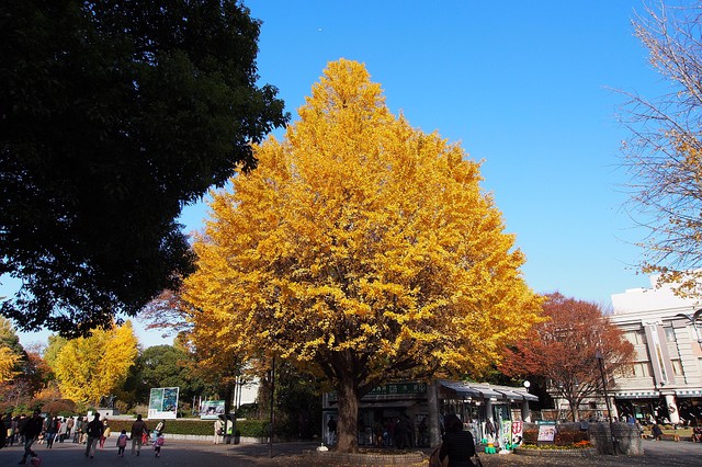 東京紅葉散歩浅草寺から絵画館まで ３ 上野公園 日本語日記某工程師之生活 Pchome 個人新聞台