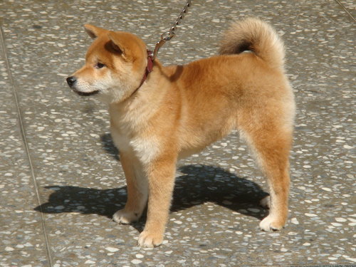 柴犬標準 新莊幸福犬舍 黑色柴犬 Pchome Online 個人新聞台