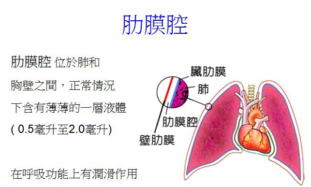 淺談少見的肋膜結核 Coolanews府城電子報 Pchome 個人新聞台