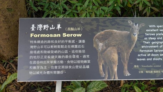 æ—¢ä»‹ç´¹ ä¹ŸæŽ¨è–¦ å°åŒ—æœ¨æŸµå‹•ç‰©åœ'çœ‹å‹•ç‰©è³žæ¤ç‰© æ¨¡æ