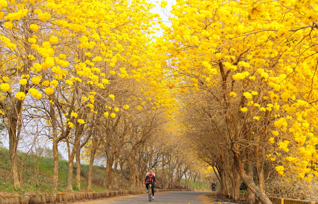 黃花風鈴木季 雲林貓頭鷹 Pchome 個人新聞台