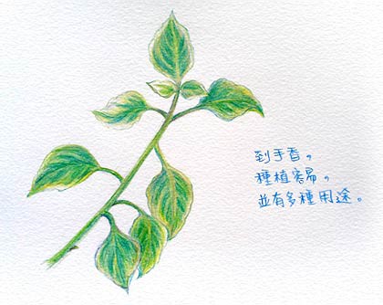 到手香 Kuang的自然簡單生活 Pchome 個人新聞台