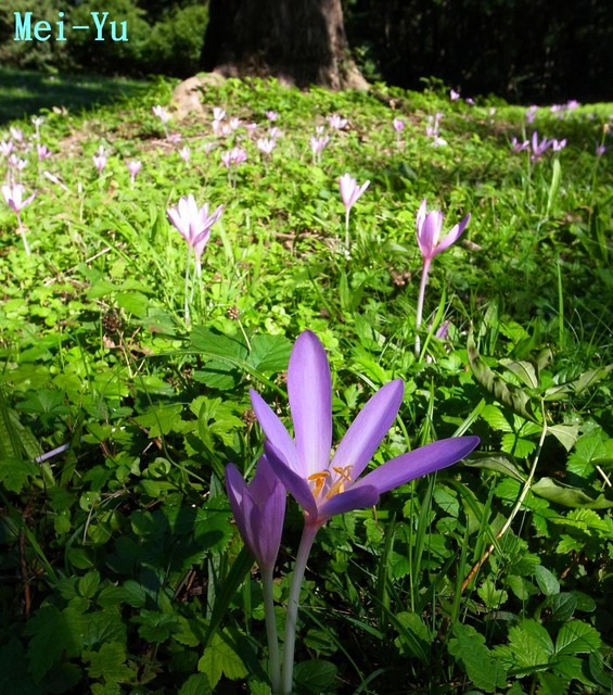 秋天的使者 秋水仙colchicum Herbstzeitlose 巫魚誌 德國 台灣及其他國家的自然 旅遊分享 Pchome 個人新聞台