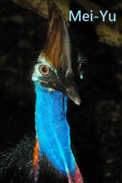 澳洲鳥類1 鶴鴕現形記 Cassowary Casuarius Casuarius 巫魚誌 德國 台灣及其他國家的自然 旅遊分享 Pchome 個人新聞台