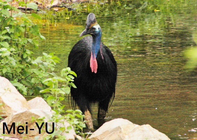 澳洲鳥類1 鶴鴕現形記 Cassowary Casuarius Casuarius 巫魚誌 德國 台灣及其他國家的自然 旅遊分享 Pchome 個人新聞台