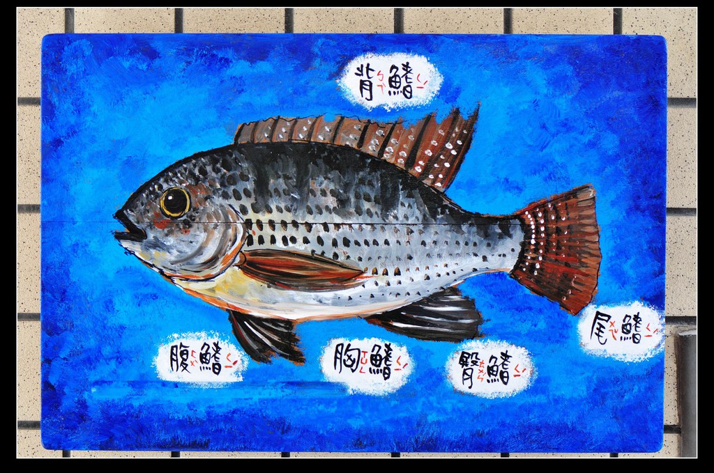 廢棄課桌椅大變身 魚類構造解說牌 鏡頭下的世界 Pchome Online 個人新聞台