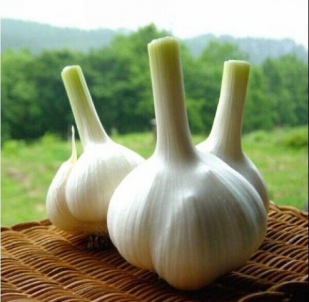 如何去除口中蒜味