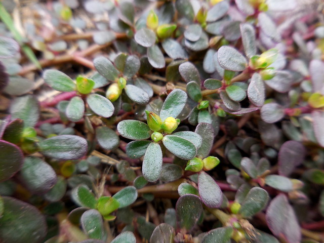 豬母菜 馬齒莧 Tome植物生活雜記 Pchome 個人新聞台