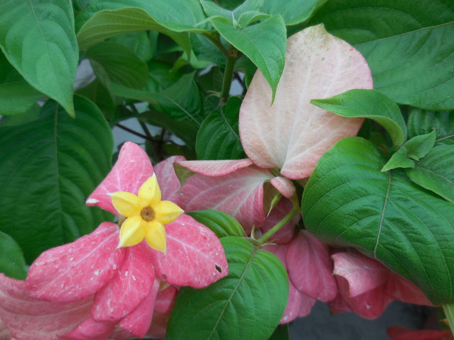 紅葉金花 紅萼花 Tome植物生活雜記 Pchome Online 個人新聞台