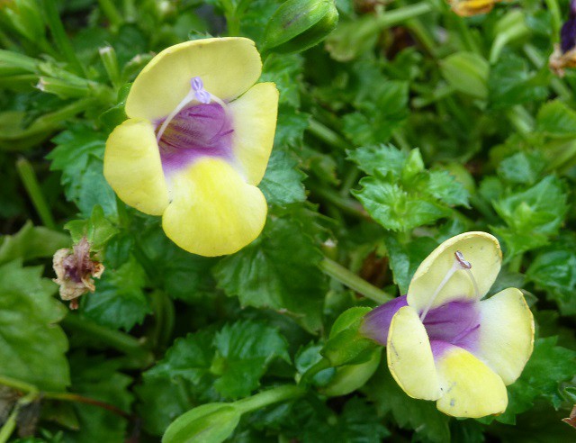 草本花卉 蔓性夏菫 六張圖 我的空中花園 1 Pchome 個人新聞台