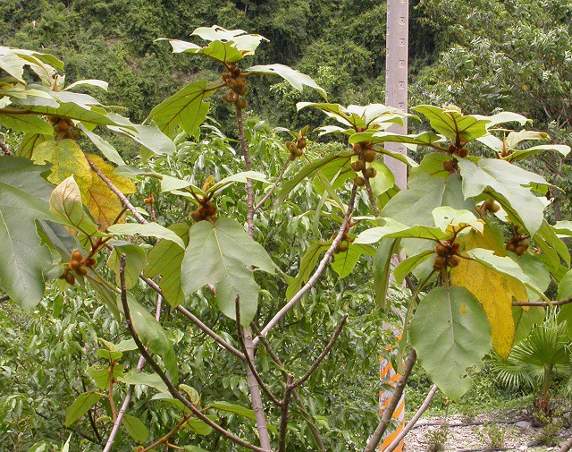 山野植物~黃毛榕(大赦婆榕)(四張圖)＠我的空中花園(1) - PChome Online 個人新聞台