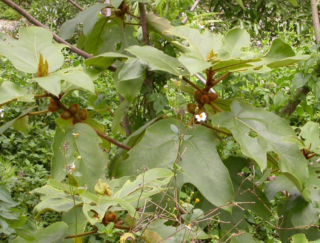 山野植物~黃毛榕(大赦婆榕)(四張圖)＠我的空中花園(1) - PChome Online 個人新聞台