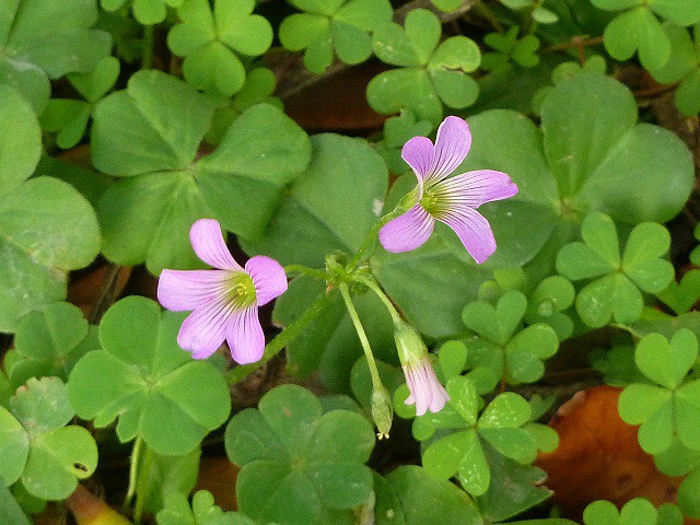 野生植物 樹下一大片紫花酢漿草 五張圖 我的空中花園 1 Pchome 個人新聞台