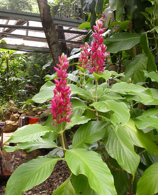 木本花卉 赤苞花 四張圖 我的空中花園 1 Pchome 個人新聞台