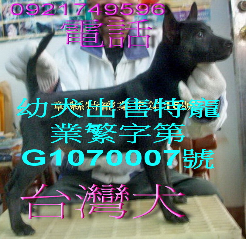 台灣犬犬舍 台灣土狗 台灣犬 特寵業繁字第g 號 Pchome Online 個人新聞台