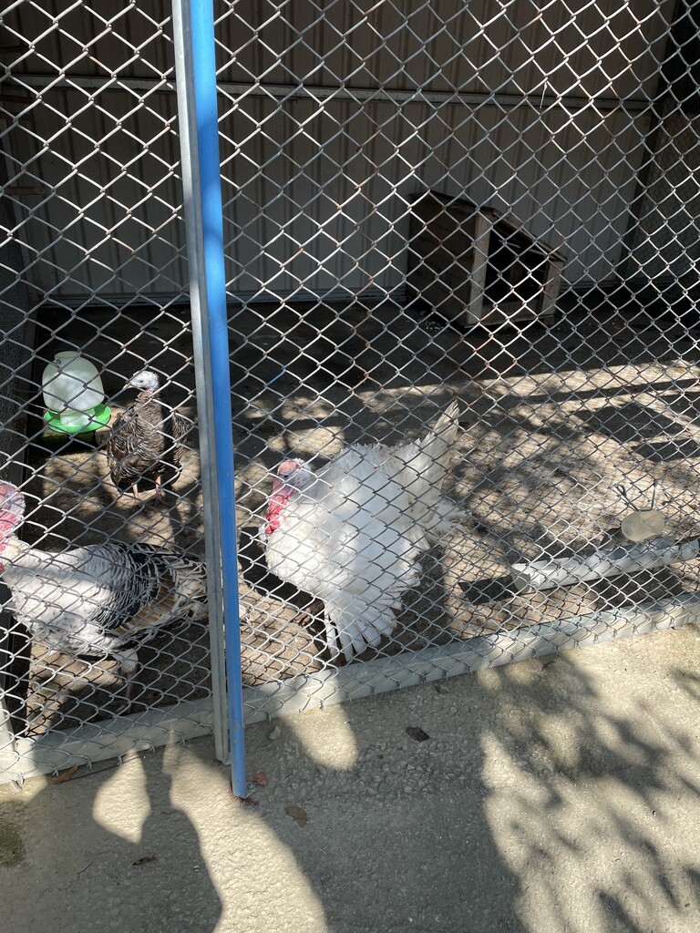 臺南樹谷好好玩~動物農場孩子也好喜歡