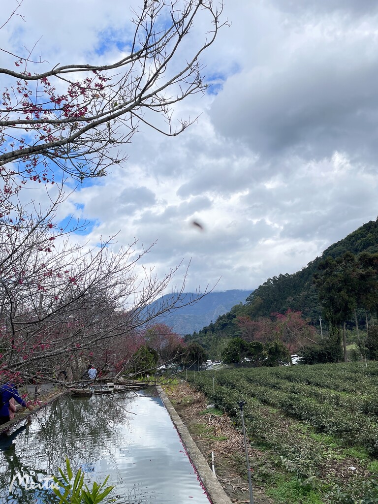 南投草坪頭,花季,李花,梅花,櫻花,吉野櫻,枝菙櫻,南投,信義,2022南投草坪頭花季